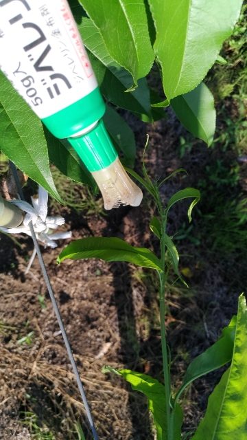 定植後、新梢の長さが足りないときの対処法 2