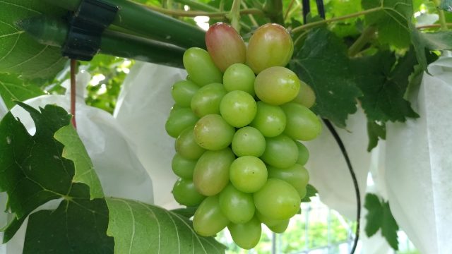 【ブドウの生育過程】房ができてから開花·摘粒の様子を画像で紹介 4