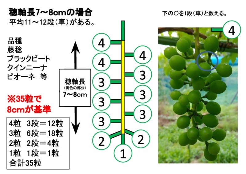 ブドウの果房先端切除法で摘粒時間を短縮する方法 282
