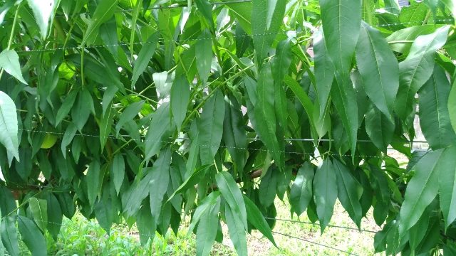 【桃の鳥獣害対策】JV仕立は防鳥糸の設置が簡単なのでオススメ 3
