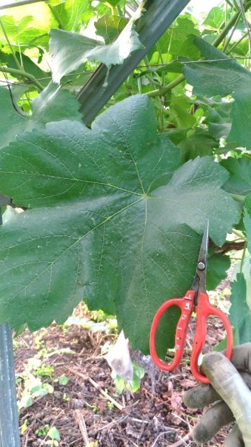 【ブドウの摘心】房先から数えて7節目で摘芯し、その間の副梢は2節残して摘心する 5