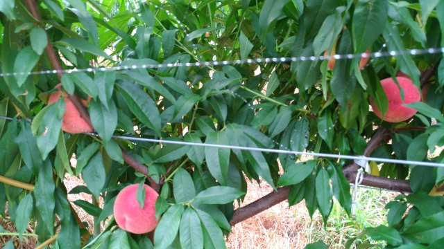 【桃のジョイント栽培】来年接ぎ木するための新梢は8月中に誘引してクセをつけておく 48