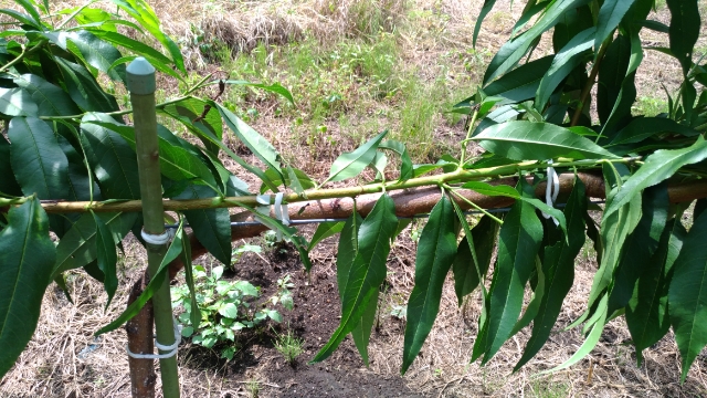 【桃のジョイント栽培】来年接ぎ木するための新梢は8月中に誘引してクセをつけておく 41