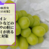ブドウのかすり症対策【シャインマスカットの粒に茶色いシミが出る原因と対策】 114