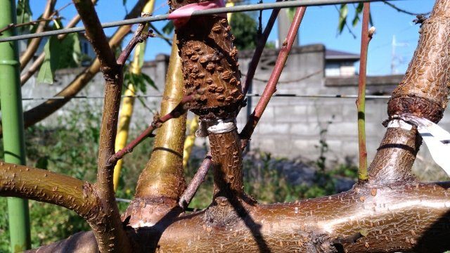 【桃の環状剥皮】環状剥皮後の枝を画像で紹介。枝のバランスに注意する 6