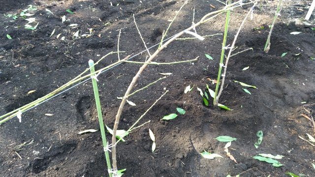【桃のJV苗を定植するときのポイント】斜立育苗した苗だと植えやすい 4