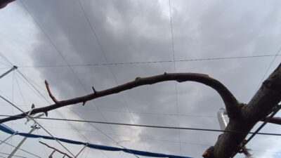 梨の誘引作業･方法を解説｜紐の結び方の画像と動画 250