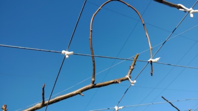 梨の誘引作業･方法を解説｜紐の結び方の画像と動画 103