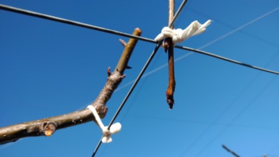 梨の誘引作業･方法を解説｜紐の結び方の画像と動画 104