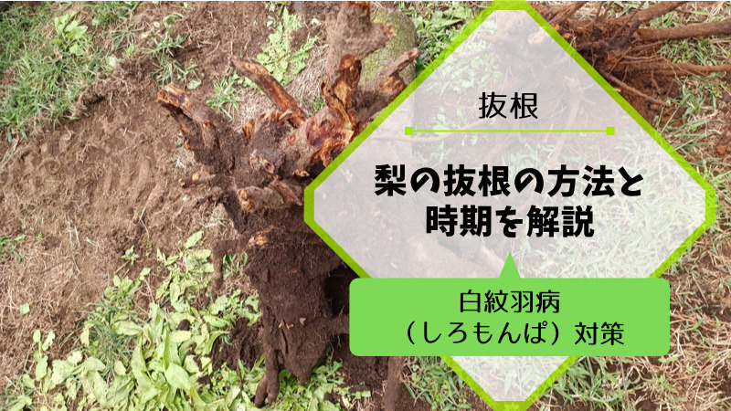 梨の抜根の方法と時期を解説｜白紋羽病（しろもんぱ）対策 23