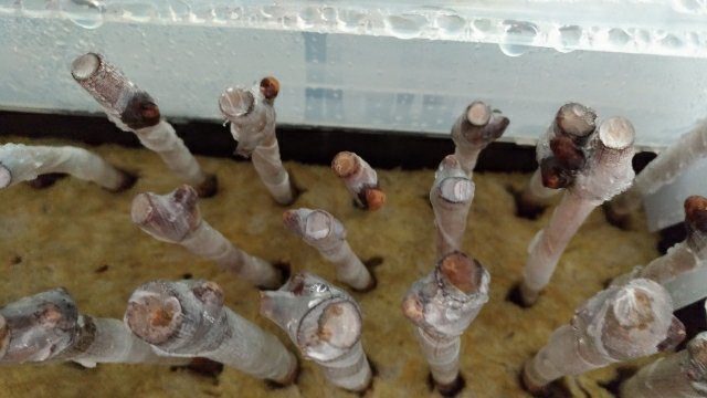 【ブドウの接木後の管理】萌芽してきたので湿度を下げる。 5