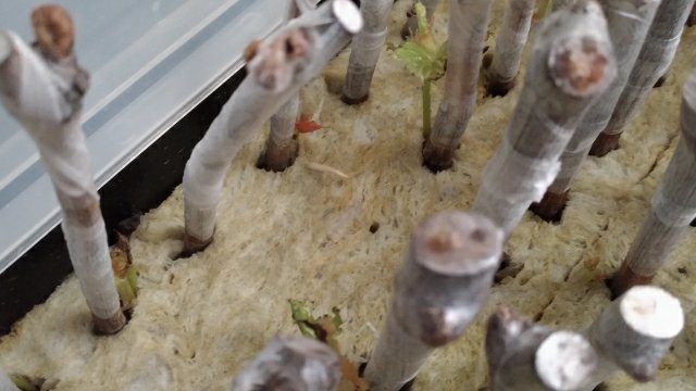 穂木の発根（【ブドウの接木後の管理】ブドウの発根後の栽培環境を考える）