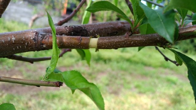 桃に環状剥皮をして枝の樹勢を弱める方法 54