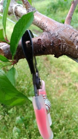 桃に環状剥皮をして枝の樹勢を弱める方法 310