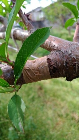 桃に環状剥皮をして枝の樹勢を弱める方法 54