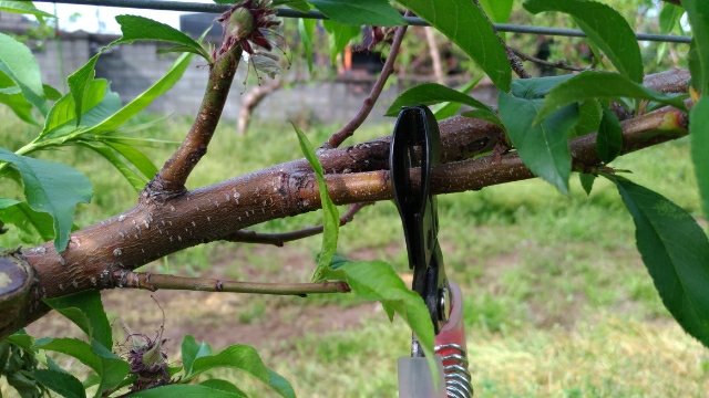桃に環状剥皮をして枝の樹勢を弱める方法 52