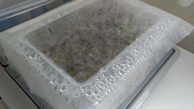 【ブドウの接ぎ木後の管理】過湿で芽が枯れたので注意しよう 3
