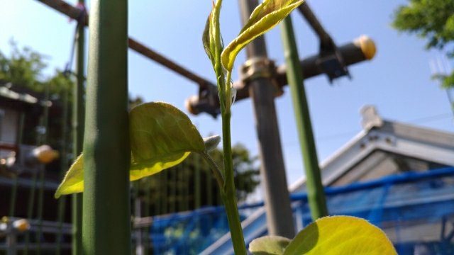 【梨の育苗】長い苗にするための栽培ポイントを紹介 3