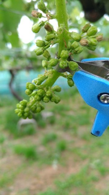 【サボテン ぶどう花穂整形器の使用レビュー】房作りを省力化する道具で効率化 1