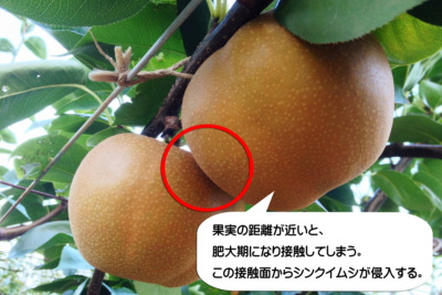 梨の本摘果の時期･方法を画像で解説『果実の残し方とその理由』 156