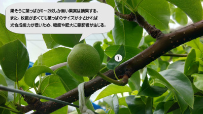梨の本摘果の時期･方法を画像で解説『果実の残し方とその理由』 152