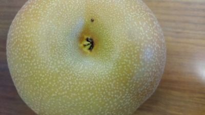 梨の本摘果の時期･方法を画像で解説『果実の残し方とその理由』 167