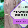 ブドウの環状剥皮処理で着色促進する方法･時期･道具を解説 184