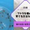 ブドウの種からの育て方｜種の採取･保管方法･土について 113