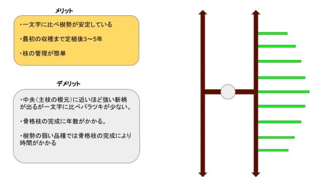 【短梢剪定の種類】各々の樹形のメリット･デメリットを解説 1