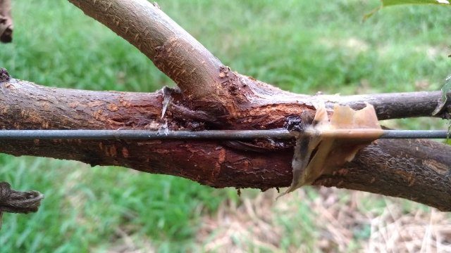 【接ぎ木部の様子】春に接ぎ木した桃ジョイントのその後 2