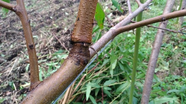 【病害虫対策】ジョイント栽培は接木部の虫害に注意！ 65