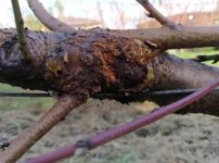 【病害虫対策】ジョイント栽培は接木部の虫害に注意！ 31
