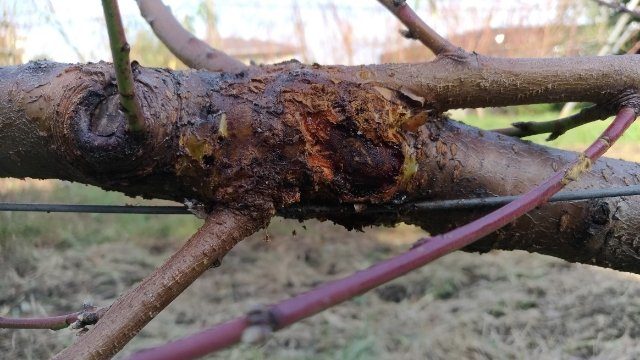 【病害虫対策】ジョイント栽培は接木部の虫害に注意！ 1
