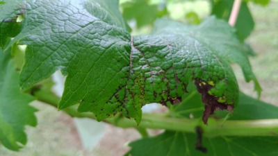 ブドウの黒とう病対策｜休眠期～収穫期までの防除･農薬を解説 583