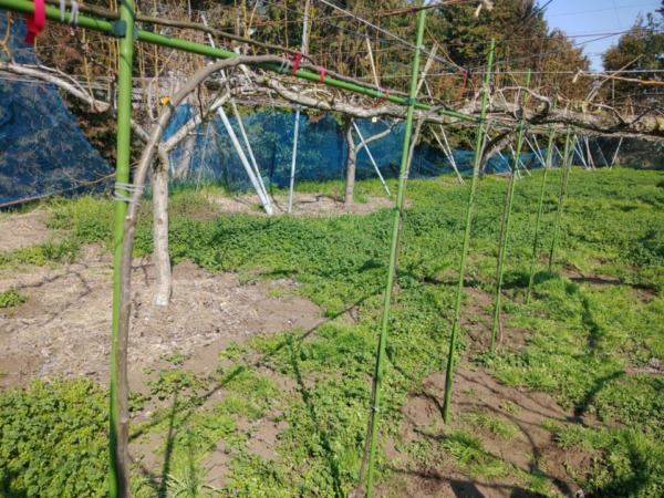 タキロンパイプ（農業用支柱）で簡単に梨のジョイント棚を作成する方法 133