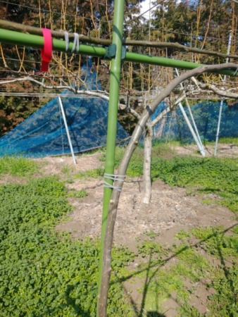 タキロンパイプ（農業用支柱）で簡単に梨のジョイント棚を作成する方法 139