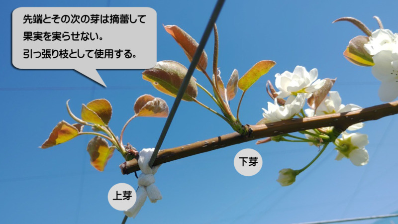 梨の剪定方法と時期を画像で解説｜花芽と葉芽の見分け方 1235