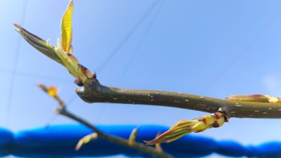 梨の剪定方法と時期を画像で解説｜花芽と葉芽の見分け方 1215