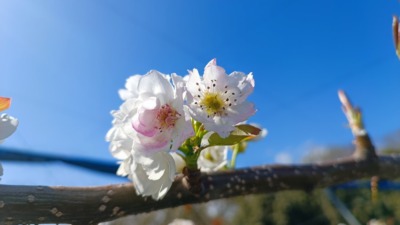 梨の受粉時期と受粉方法･花粉の馴化のやり方を解説｜ナシの授粉まとめ 362