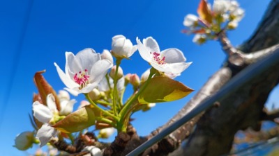 梨の受粉時期と受粉方法･花粉の馴化のやり方を解説｜ナシの授粉まとめ 370