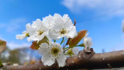 梨の受粉時期と受粉方法･花粉の馴化のやり方を解説｜ナシの授粉まとめ 372