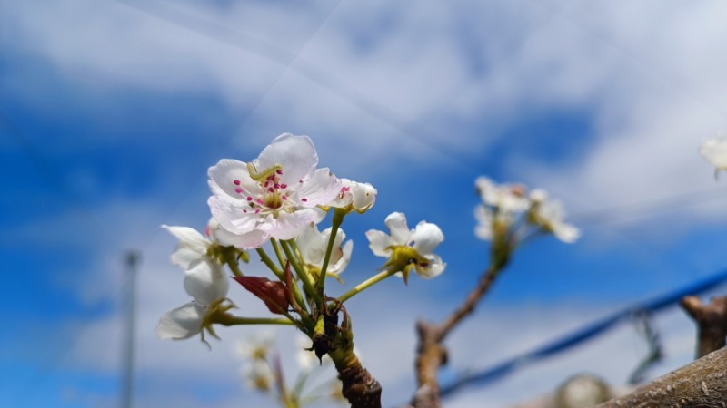 梨の受粉時期と受粉方法･花粉の馴化のやり方を解説｜ナシの授粉まとめ 374