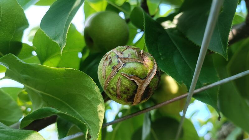 梨の黒星病の対策｜鱗片脱落期からの防除･農薬を解説 63