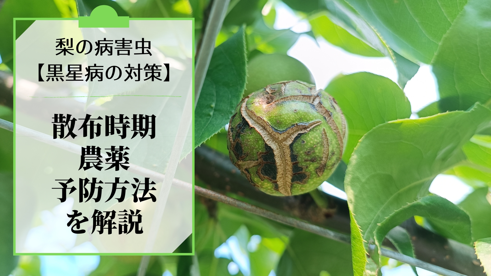 梨の黒星病の対策｜鱗片脱落期からの防除･農薬を解説 93