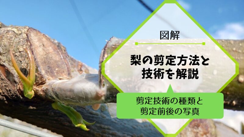 梨の剪定方法と技術を図解 5