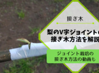 梨のジョイント栽培の接ぎ木方法を動画•画像で解説 86