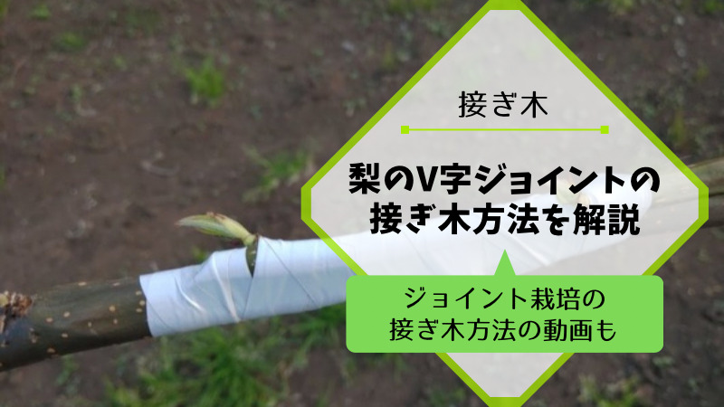梨のジョイント栽培の接ぎ木方法を動画•画像で解説 24