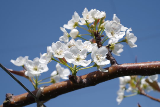 梨の受粉時期と受粉方法･花粉の馴化のやり方を解説｜ナシの授粉まとめ 365