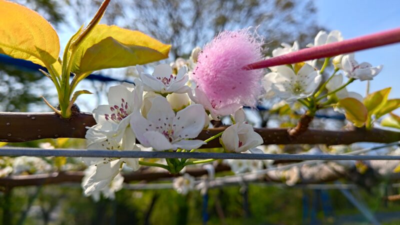 梨の受粉時期と受粉方法･花粉の馴化のやり方を解説｜ナシの授粉まとめ 385