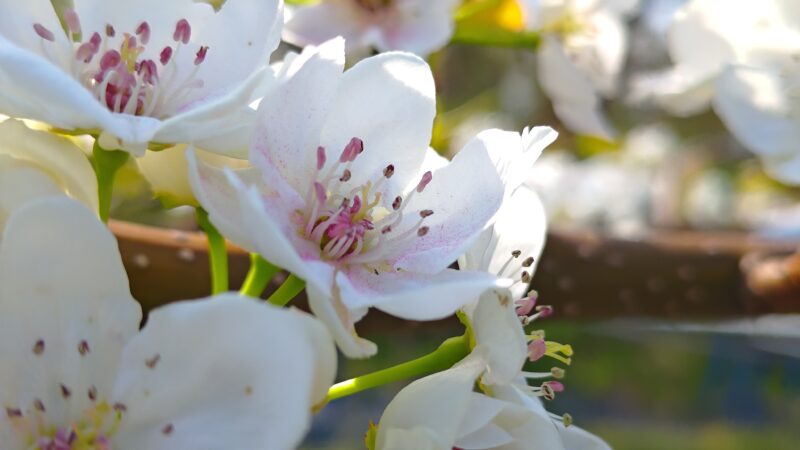 梨の受粉時期と受粉方法･花粉の馴化のやり方を解説｜ナシの授粉まとめ 407